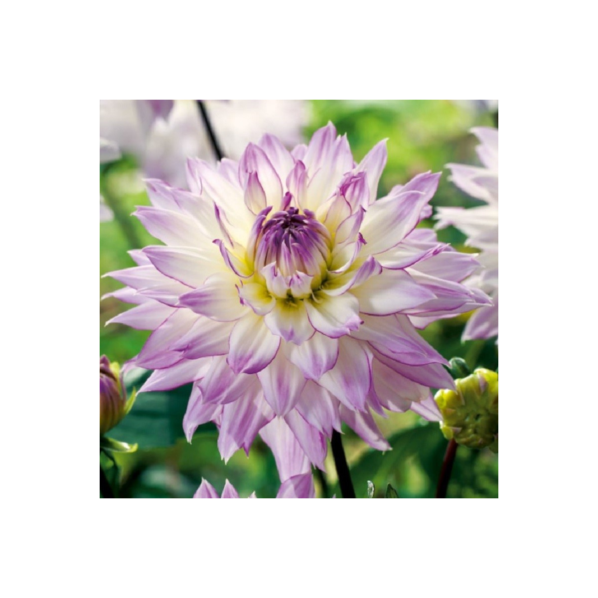 Georgína Crazy Love - Dahlia - predaj cibuľovín - 1 ks