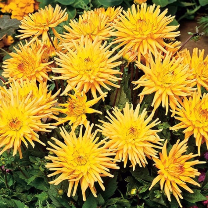 Georgína Garden Princess - Dahlia - predaj cibuľovín - 1 ks