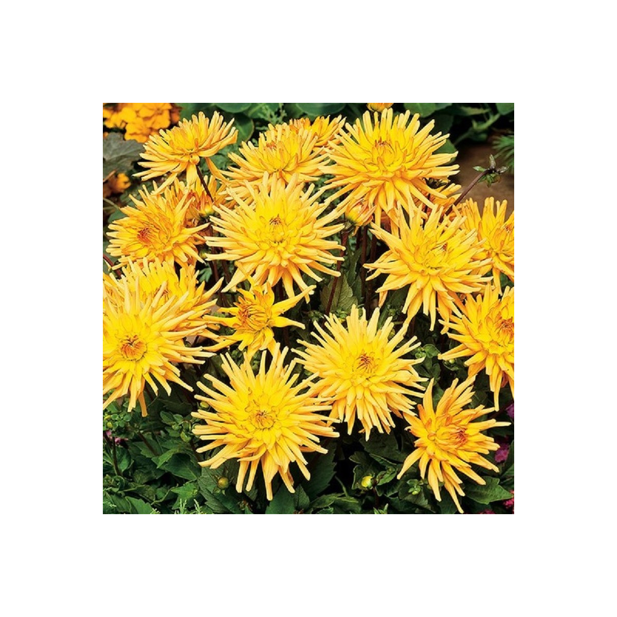 Georgína Garden Princess - Dahlia - predaj cibuľovín - 1 ks