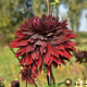 Georgína Black Touch - Dahlia - predaj cibuľovín - 1 ks