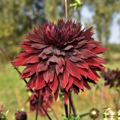 Georgína Black Touch - Dahlia - predaj cibuľovín - 1 ks