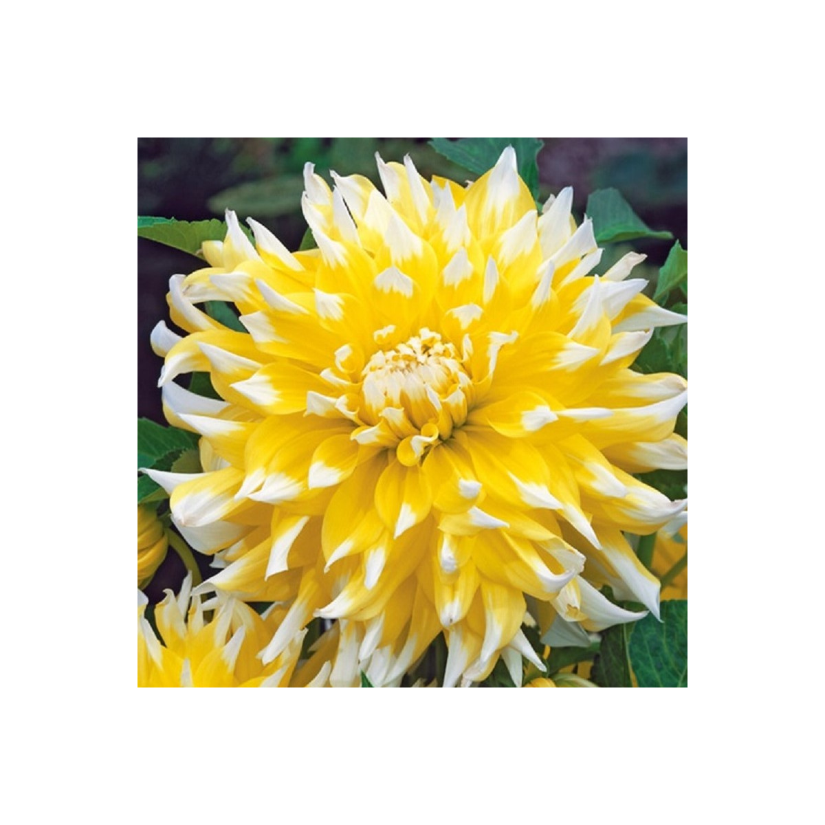 Georgína Grand Prix - Dahlia - predaj cibuľovín - 1 ks