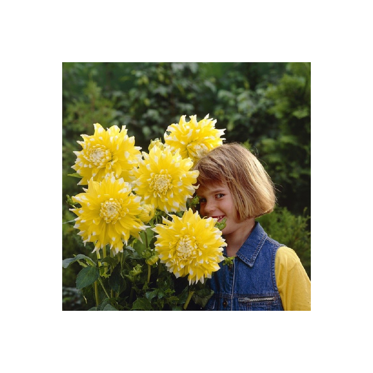 Georgína Grand Prix - Dahlia - predaj cibuľovín - 1 ks