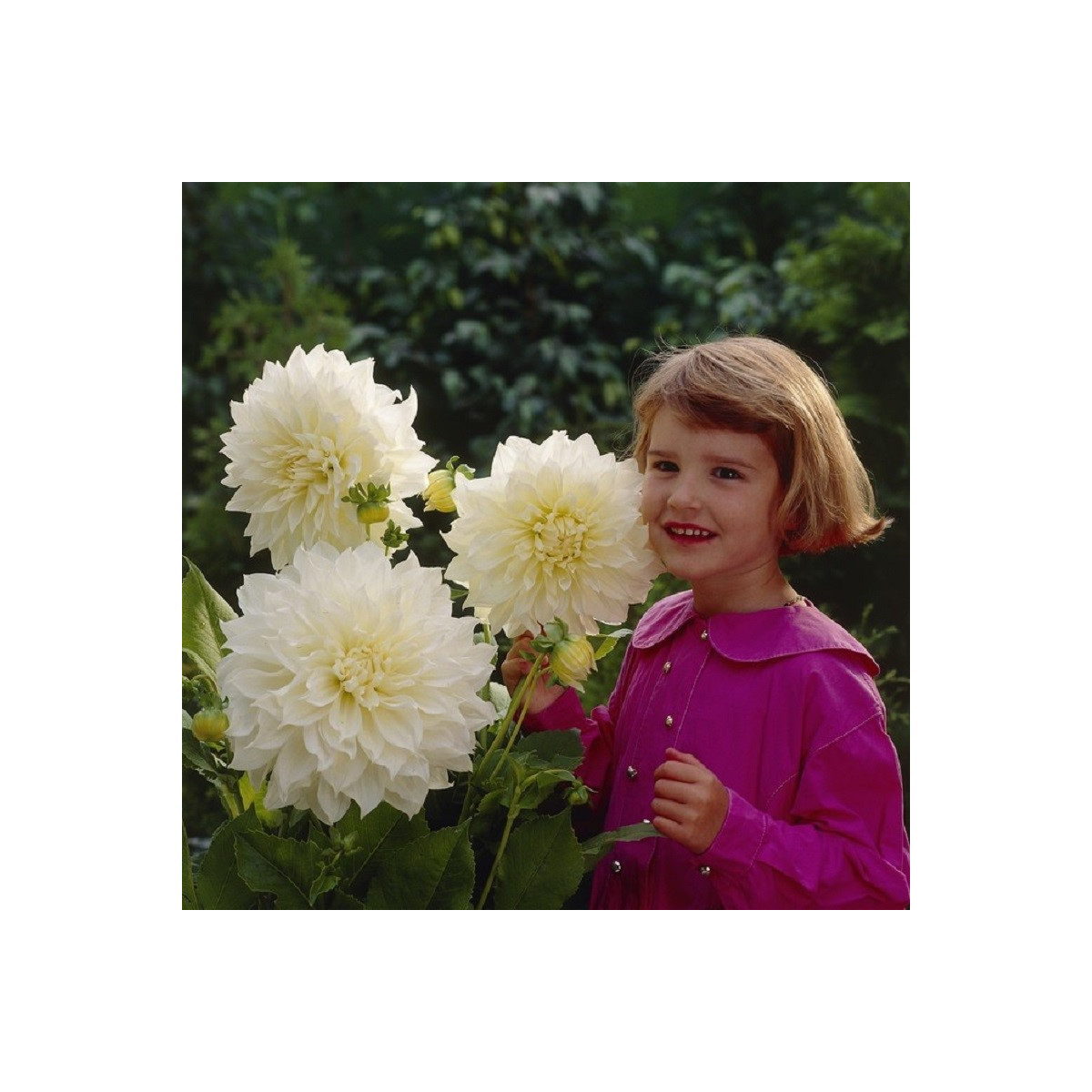 Georgína White Perfection - Dahlia - predaj cibulí georgín - 1 ks