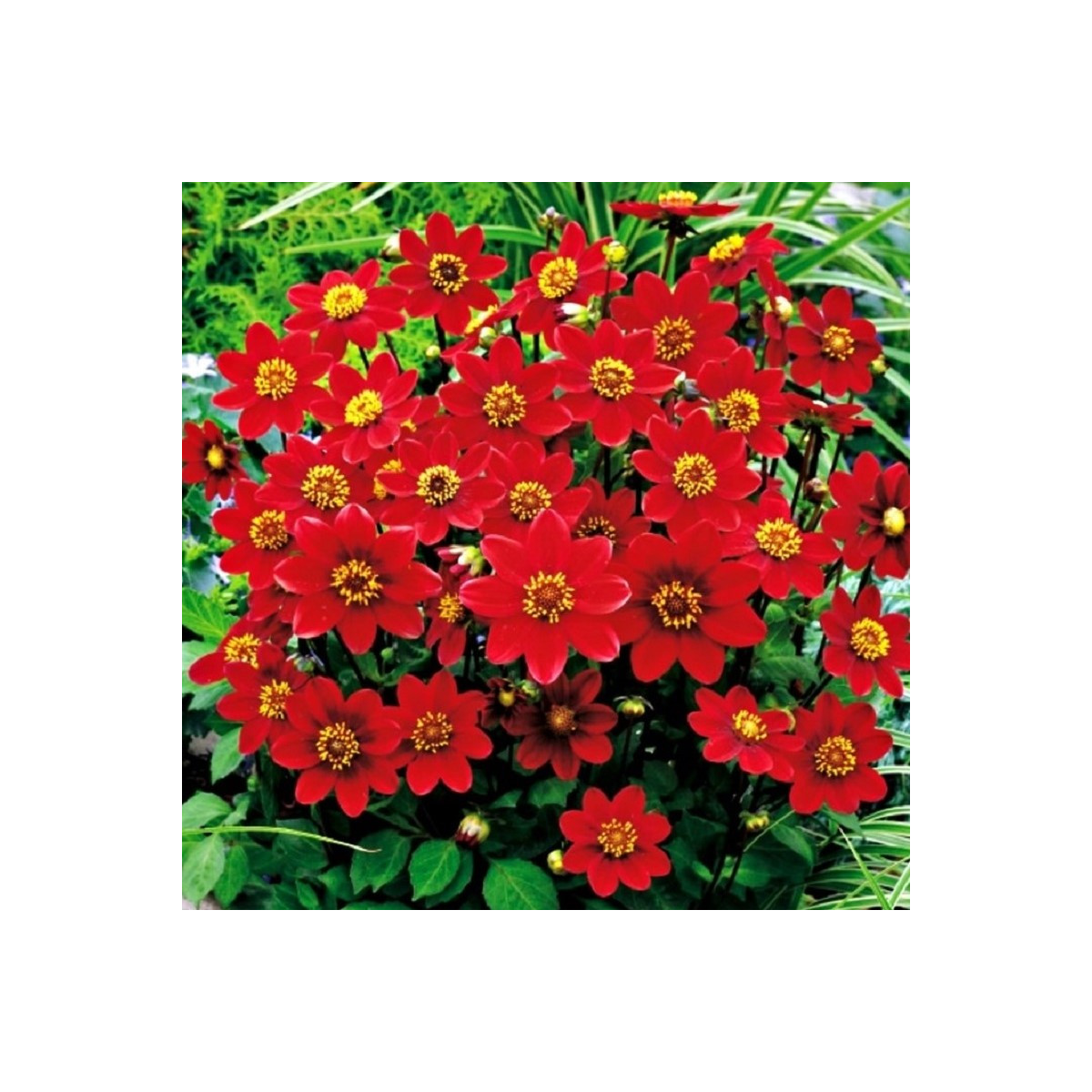 Georgína topmix červená - Dahlia - predaj cibuľovín - 1 ks