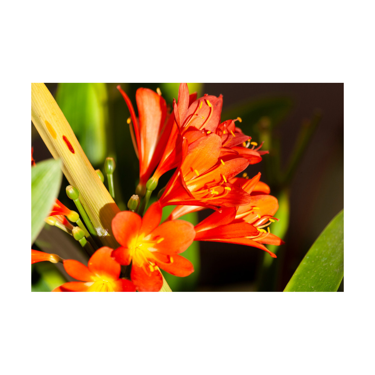 Klívia - Clivia miniata - semiačka - 3 ks