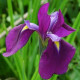 Kosatec japonský - Iris ensata - semiačka - 5 ks