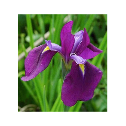 Kosatec japonský - Iris ensata - semiačka - 5 ks
