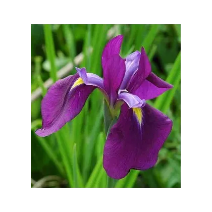 Kosatec japonský - Iris ensata - semiačka - 5 ks