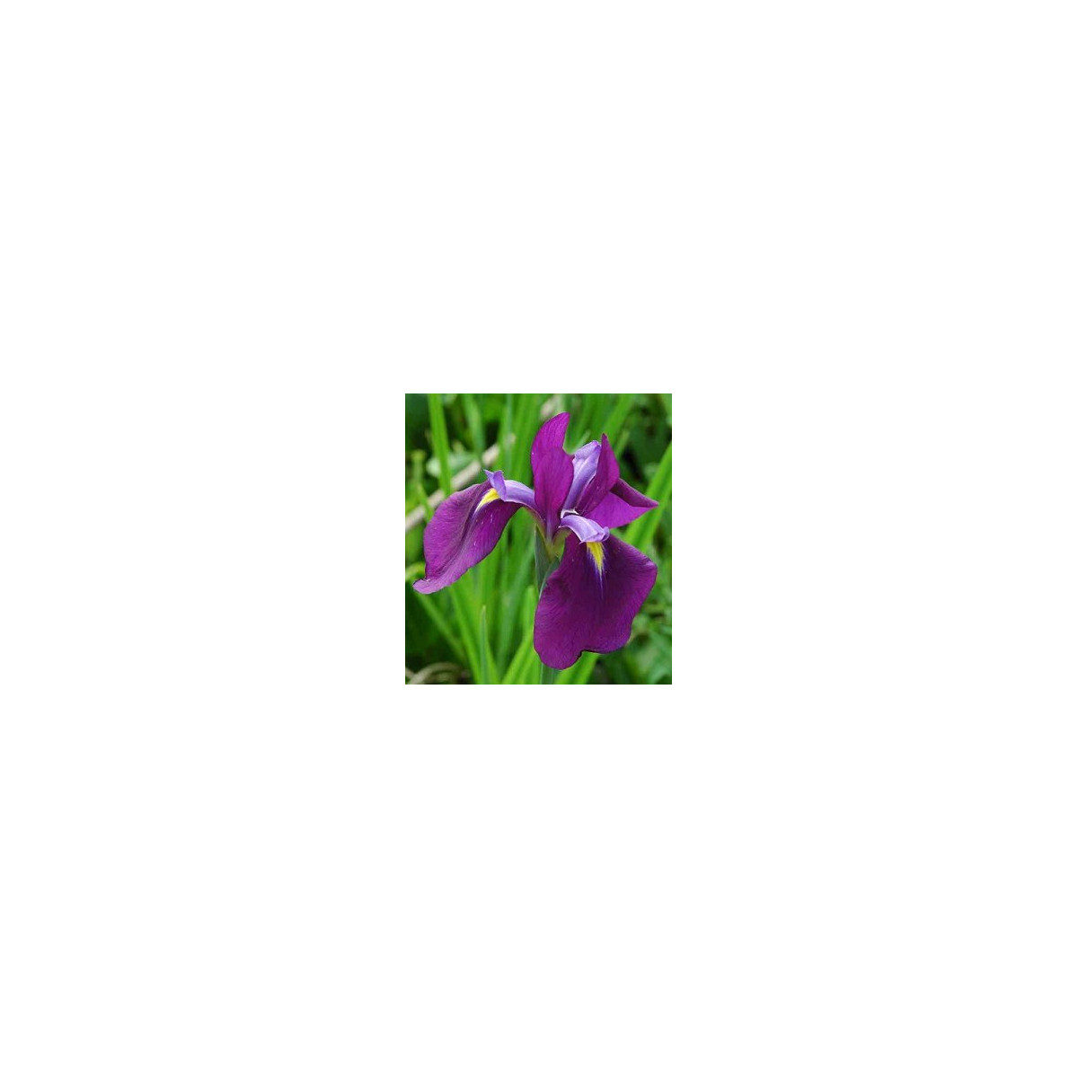 Kosatec japonský - Iris ensata - semiačka - 5 ks