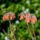 Kotyledon oranžový - Cotyledon - semiačka - 5 ks