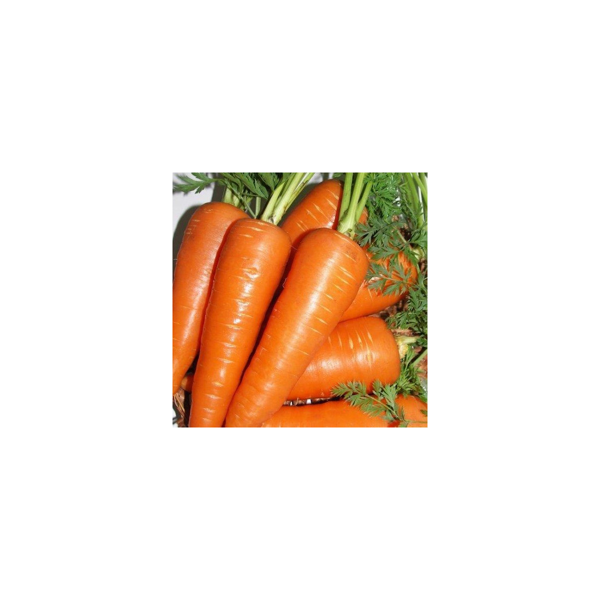 Mrkva Fire Wedge F1 - Daucus carota - predaj semien - 150 ks