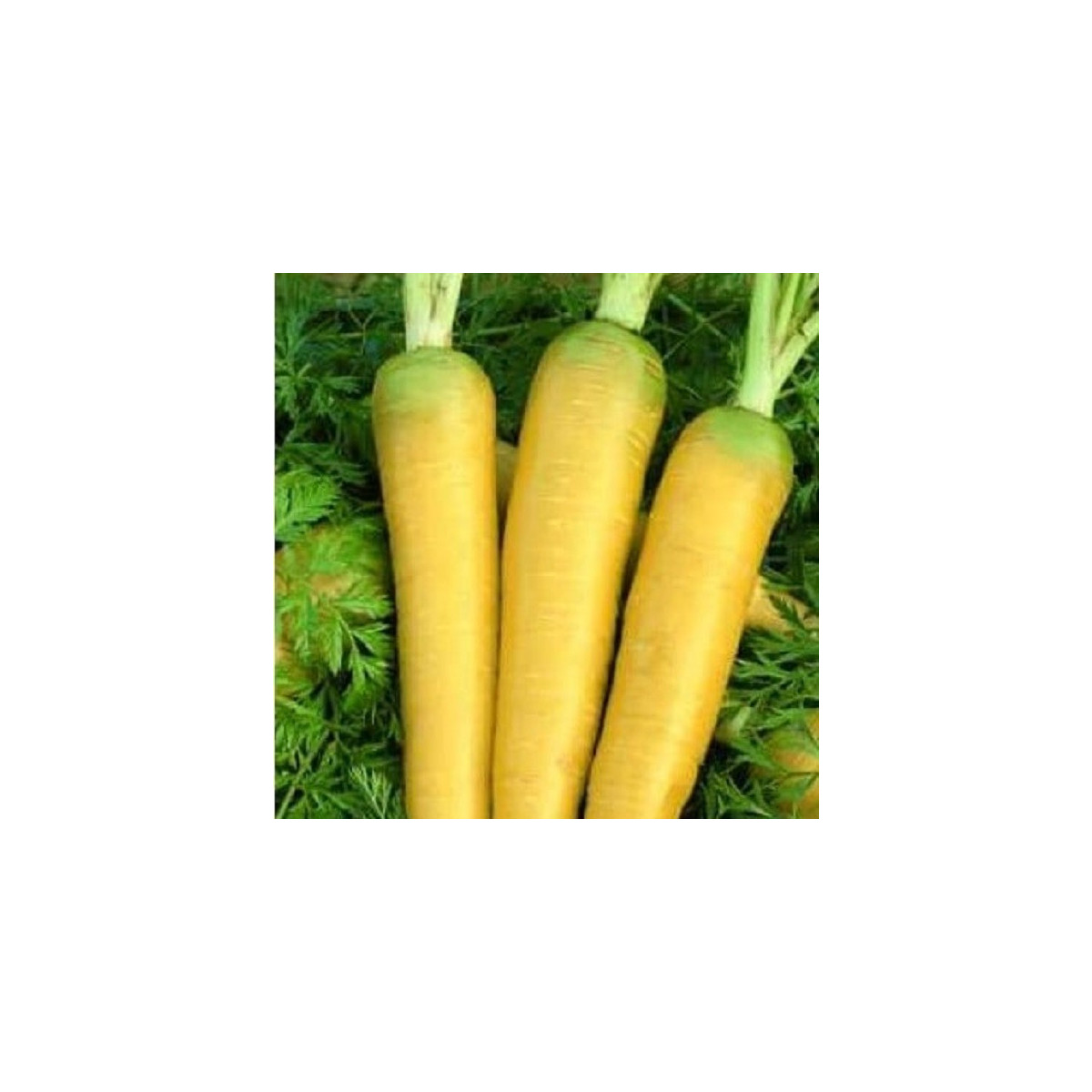 Mrkva Táborská žltá - Daucus carota - predaj semien - 150 ks