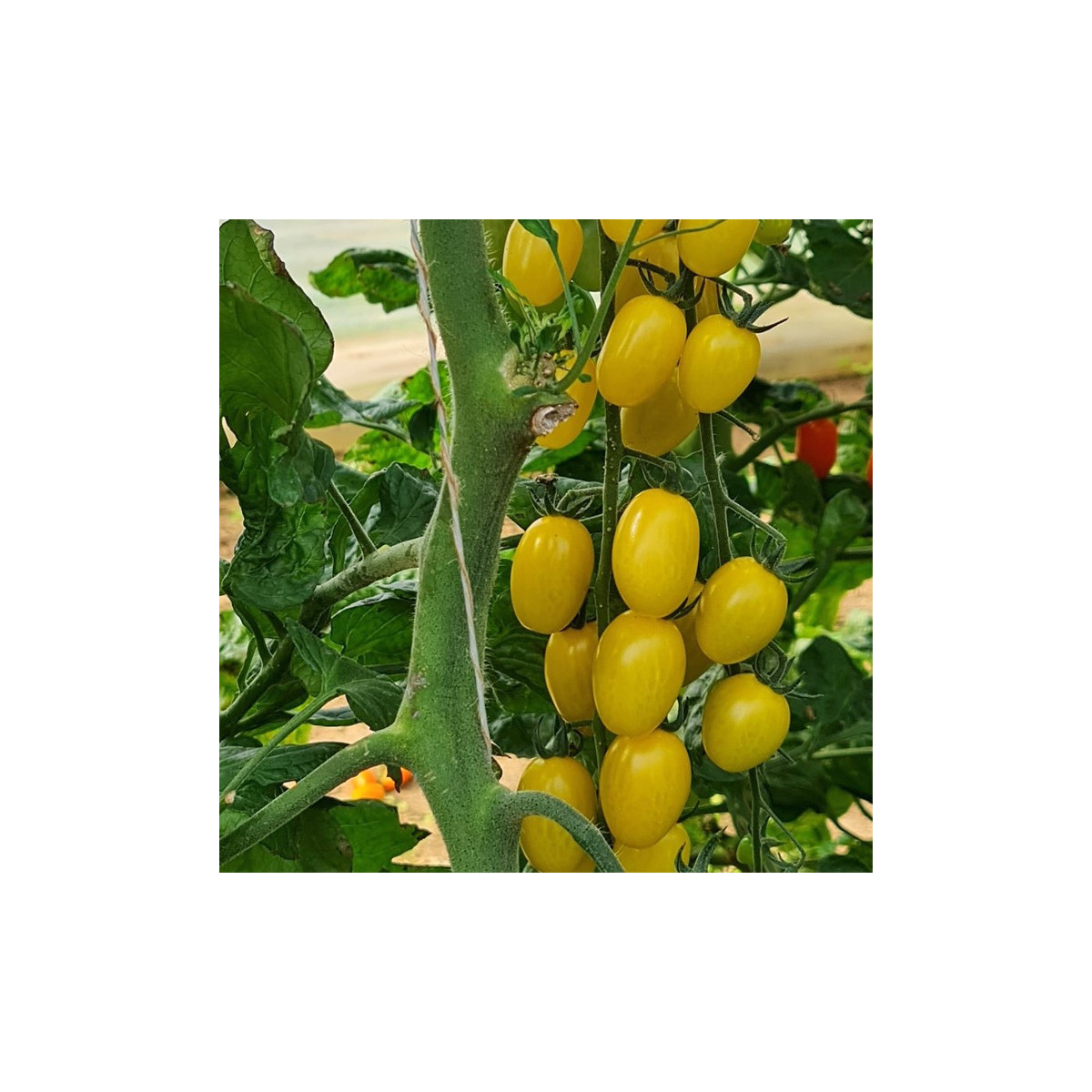 Paradajka Dattolime F1 - Solanum lycopersicum - predaj semien - 6 ks