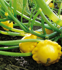 Patizón Sunseance F1 - Cucurbita pepo - predaj semien - 15 ks