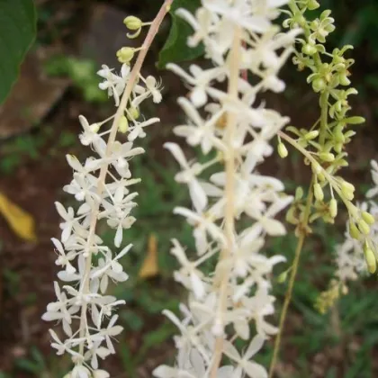 Ledenbergia peruánska - Ledenbergia peruviana - semiačka - 8 ks