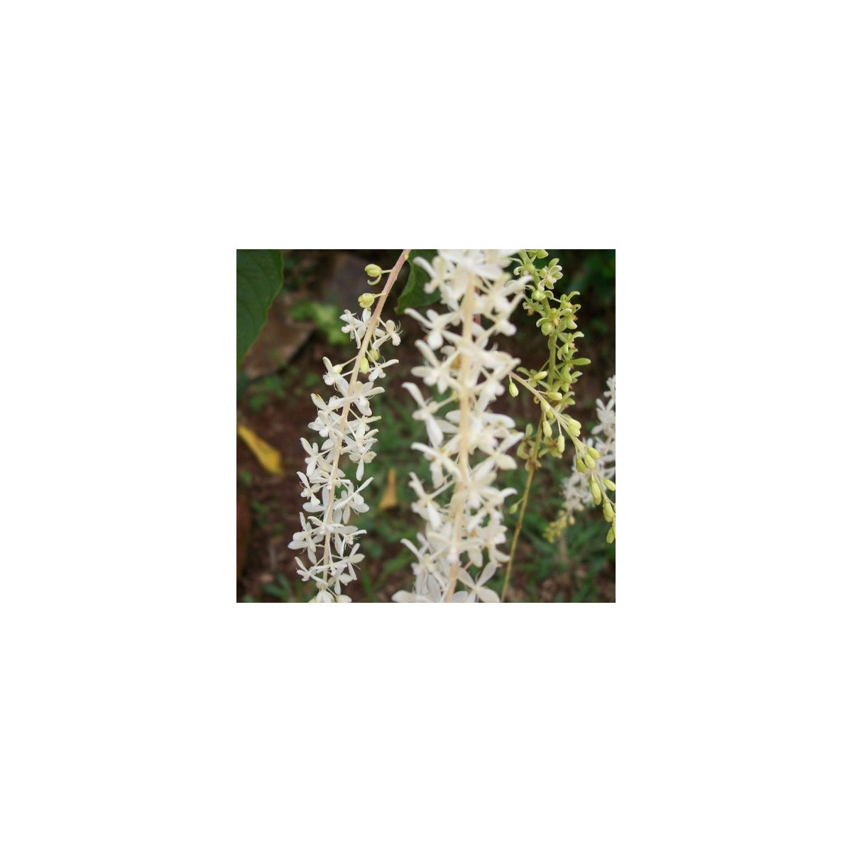 Ledenbergia peruánska - Ledenbergia peruviana - semiačka - 8 ks
