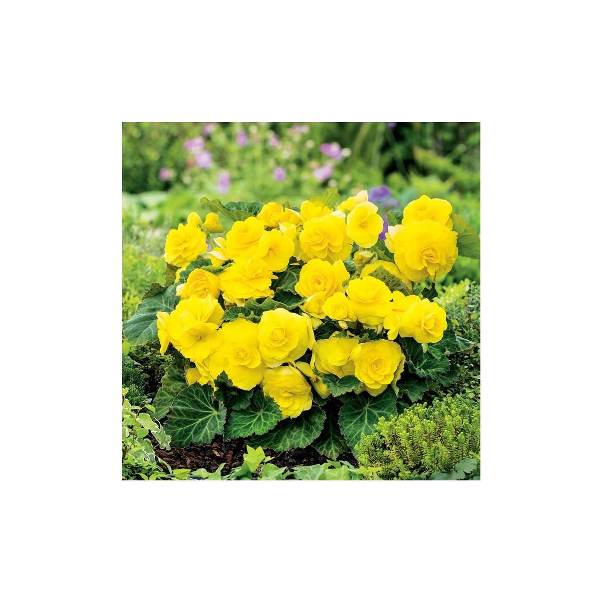 Begónia Nonstop žltá - Begonia tuberhybrida - predaj cibuľovín - 2 ks