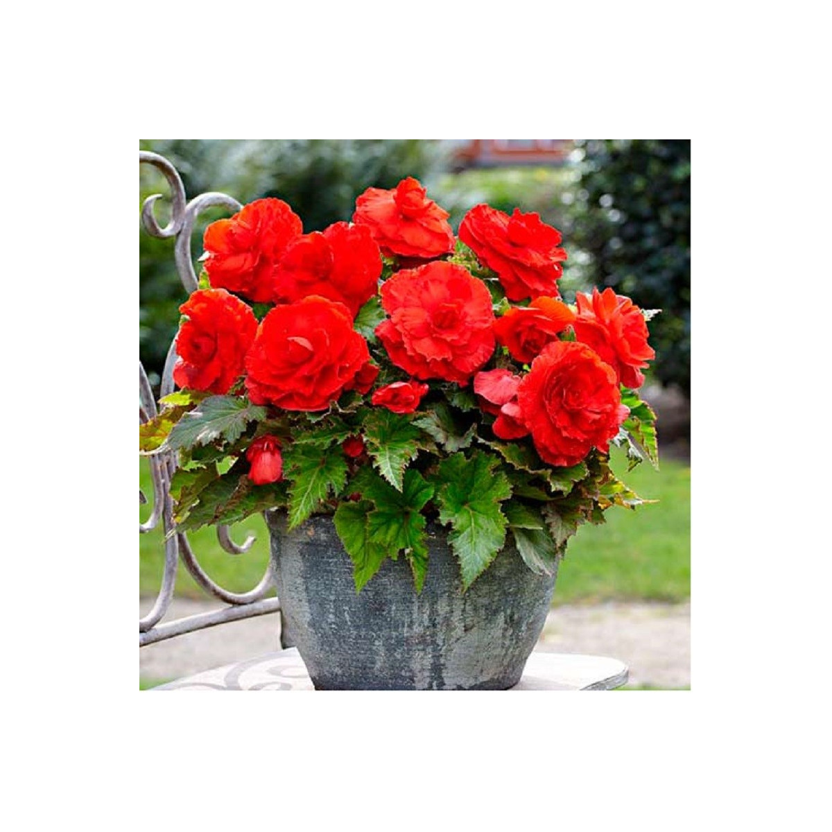 Begónia plnokvetá červená - Begonia superba - predaj cibuľovín - 2 ks