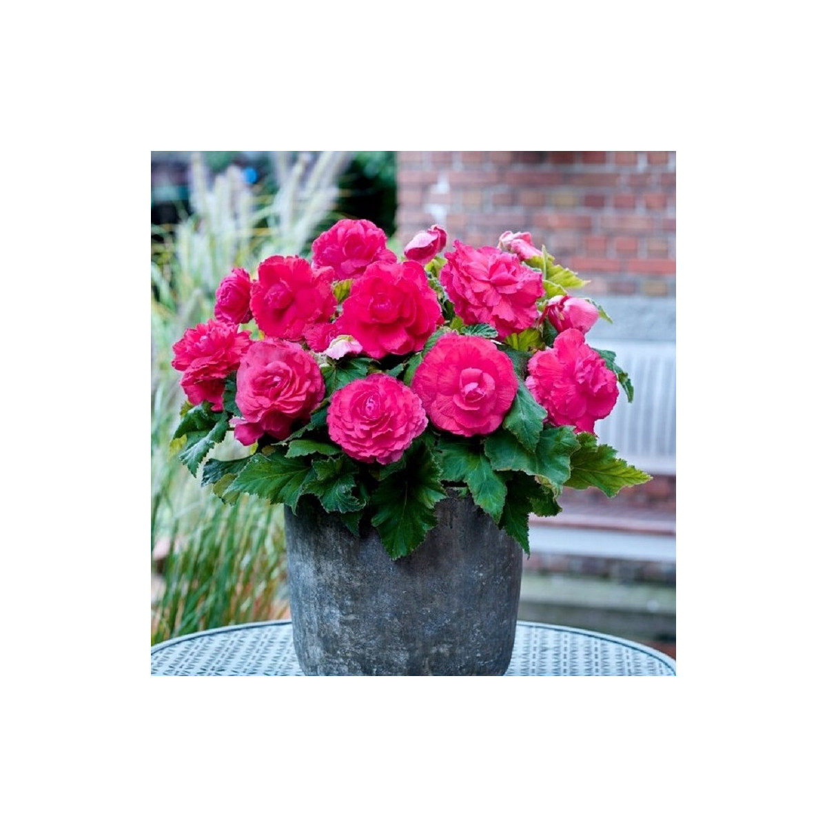 Begónia plnokvetá ružová - Begonia superba - predaj cibuľovín - 2 ks