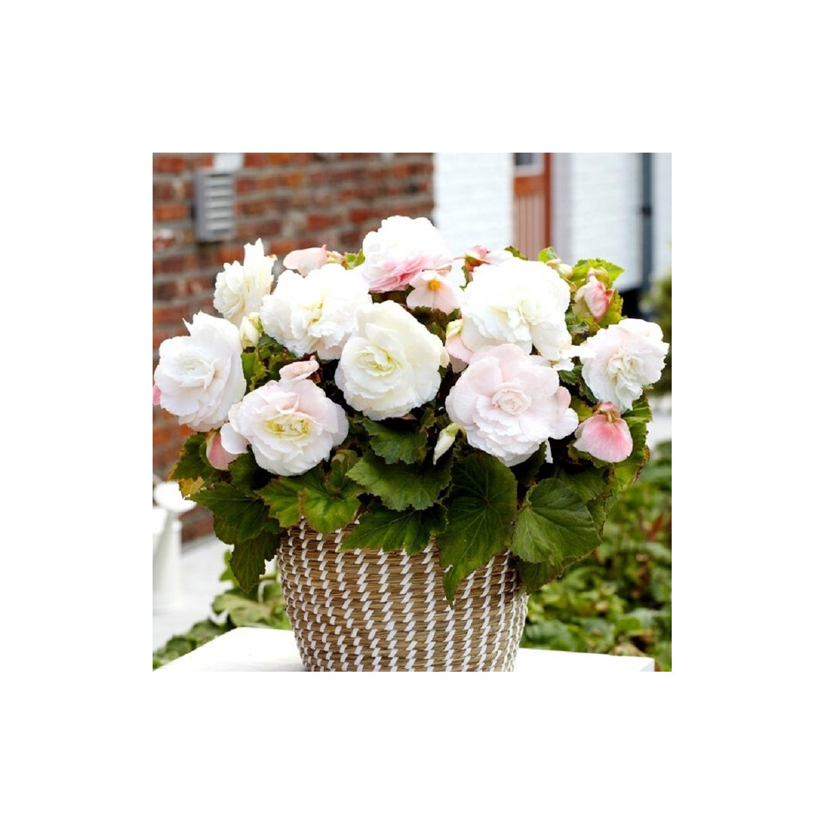 Begónia plnokvetá biela - Begonia superba - predaj cibuľovín - 2 ks