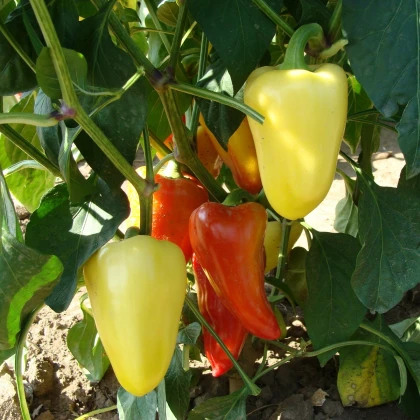Paprika Zlata - Capsicum annuum - predaj semien - 30 ks