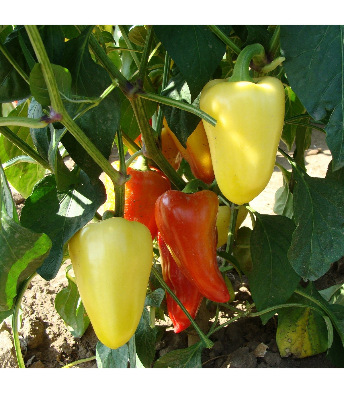 Paprika Zlata - Capsicum annuum - predaj semien - 30 ks