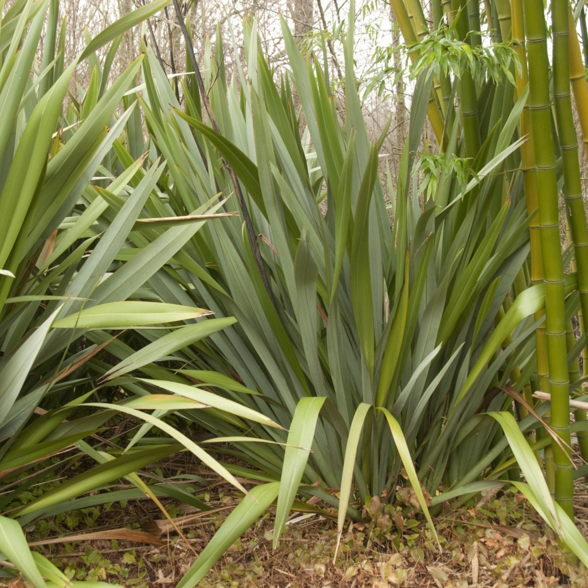 Lenovník obyčajný - Ľan Novozélandský - Phormium tenax - semiačka - 6 ks