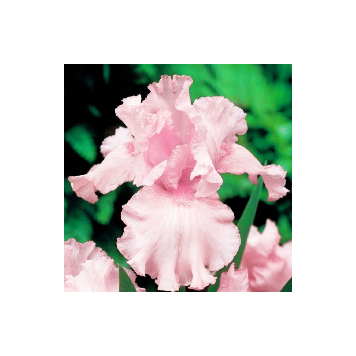 Kosatec nemecký ružový - Iris germanica - predaj hľúz - 1 ks