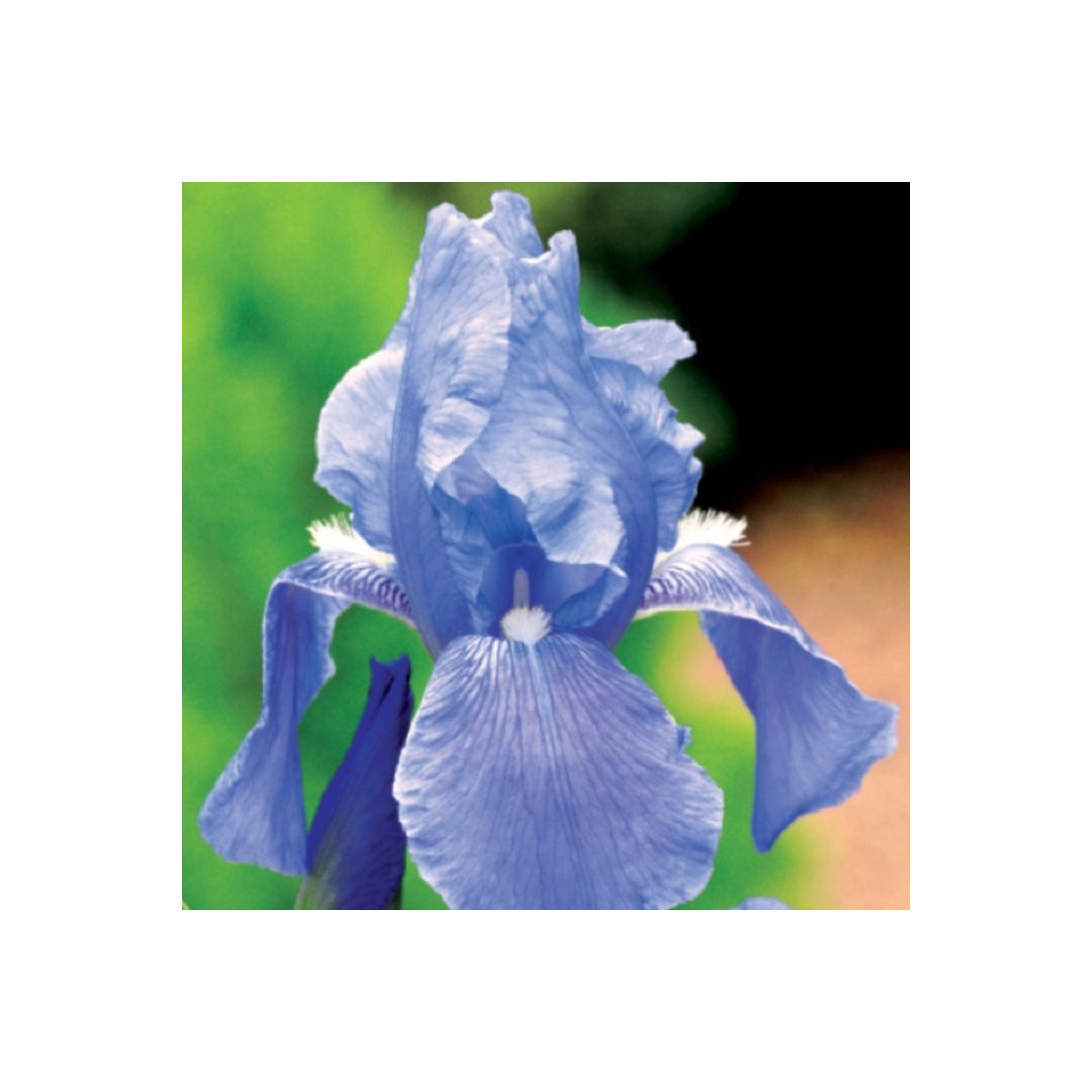 Kosatec nemecký modrý - Iris germanica - predaj hľúz - 1 ks