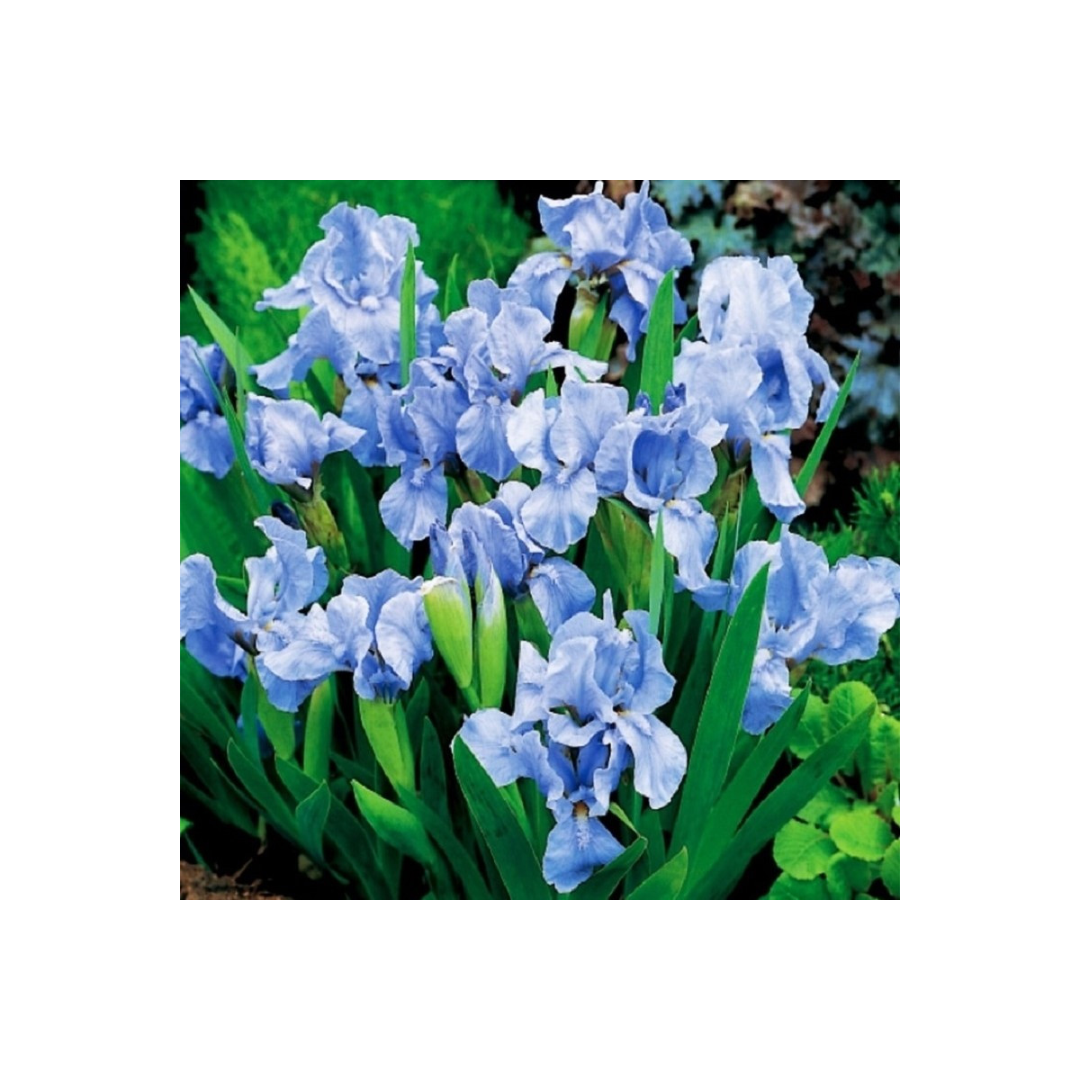 Kosatec nízky Truly - Iris pumila - predaj hľúz - 1 ks