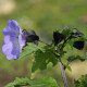 Lilík mochyňovitý - Nicandra physalodes - semiačka - 30 ks