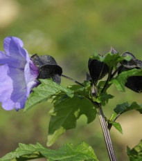 Lilík mochyňovitý - Nicandra physalodes - semiačka - 30 ks