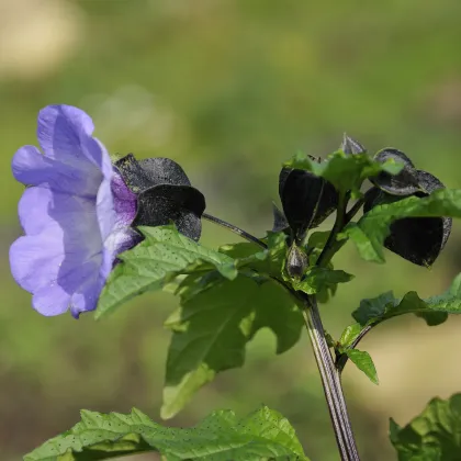 Lilík mochyňovitý - Nicandra physalodes - semiačka - 30 ks