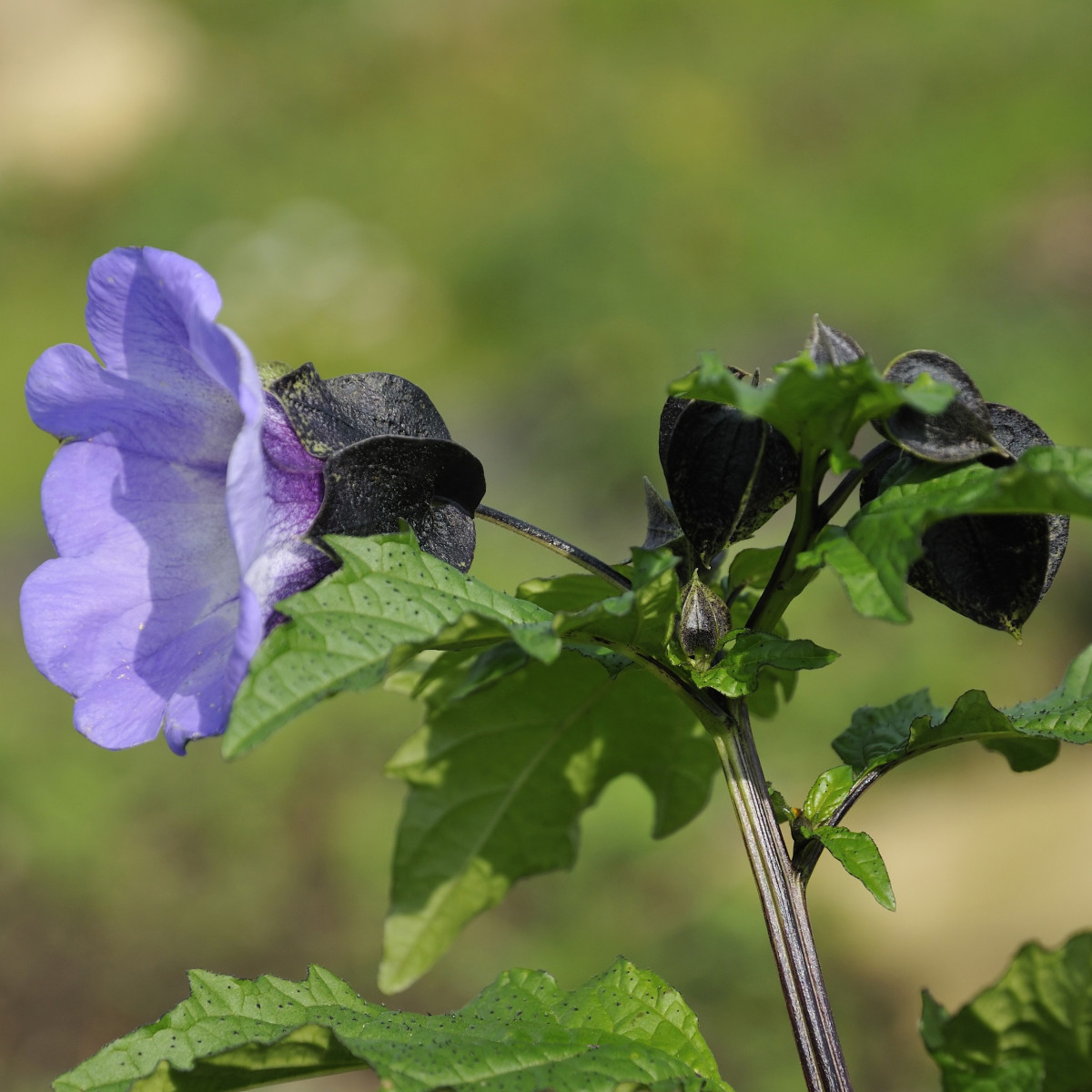 Lilík mochyňovitý - Nicandra physalodes - semiačka - 30 ks