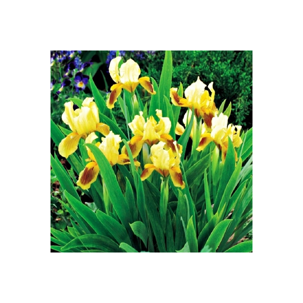 Kosatec nízky Ritz - Iris pumila - predaj hľúz - 1 ks