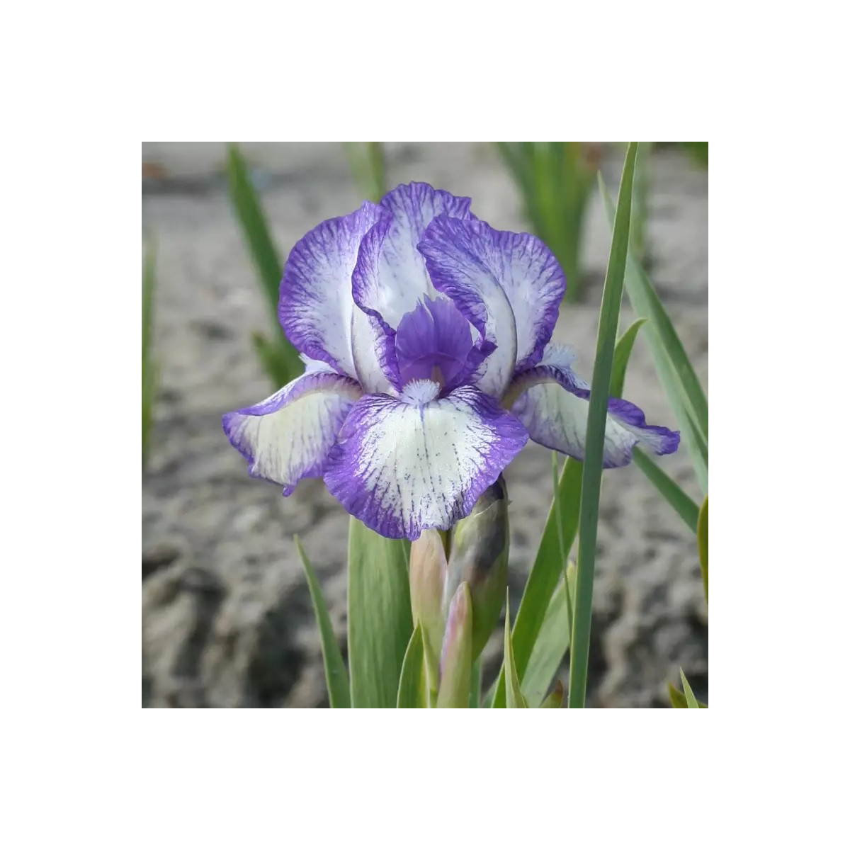 Kosatec nízky Petit Polka - Iris pumila - predaj hľúz - 1 ks