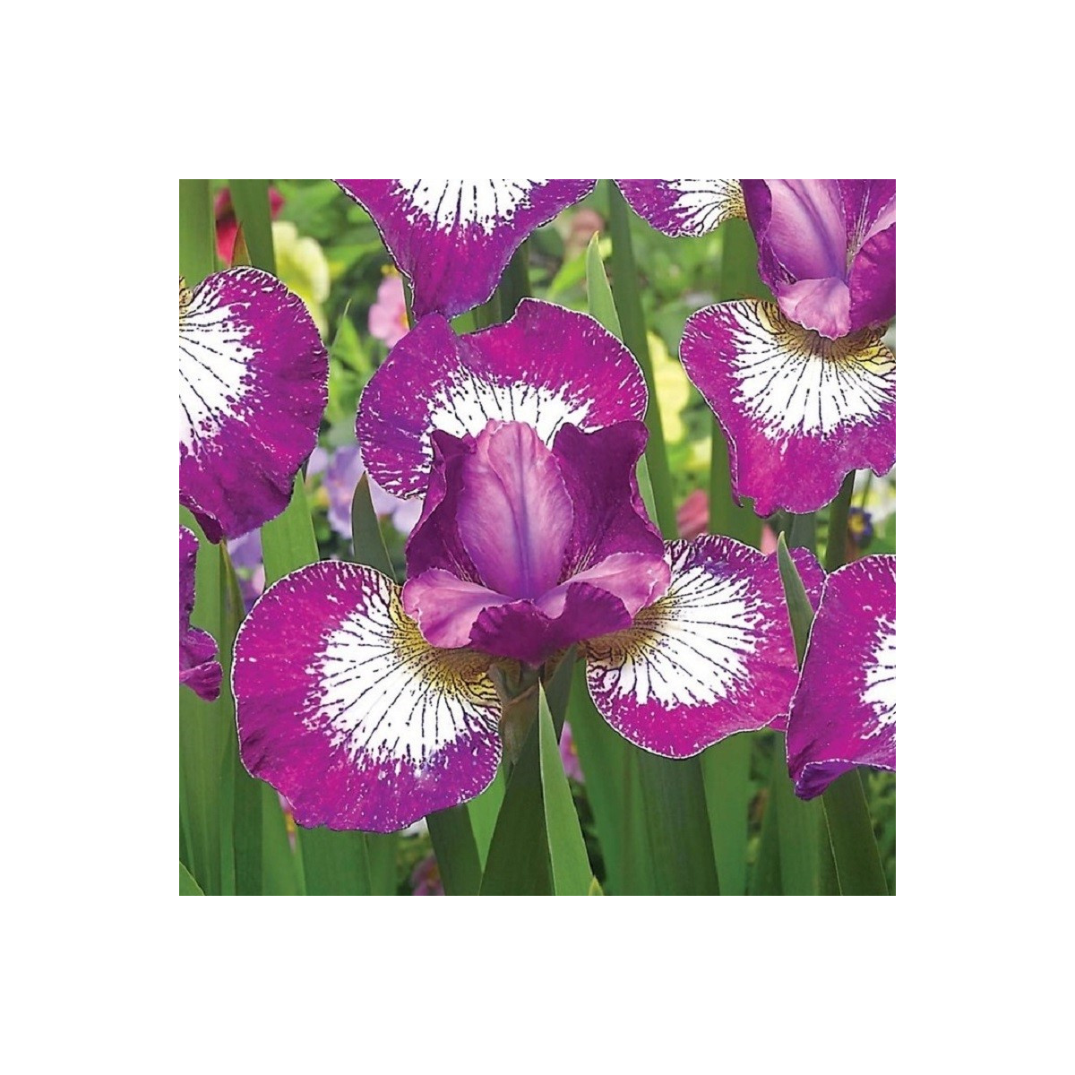 Kosatec sibírsky Currier - Iris sibirica - predaj hľúz - 1 ks