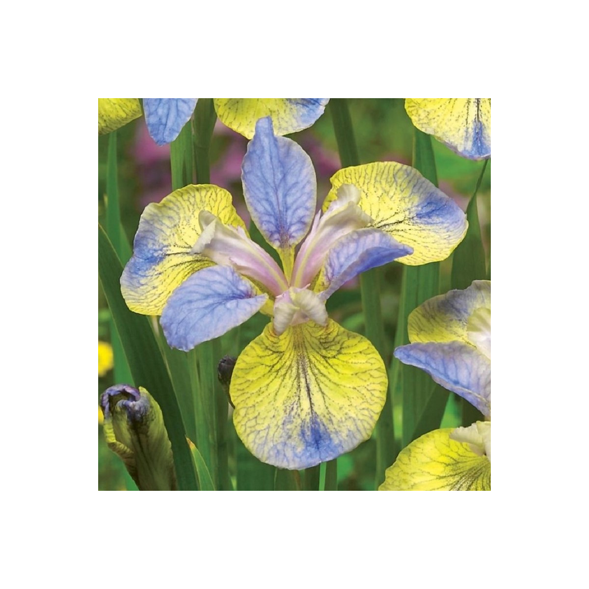 Kosatec sibírsky Tipped in Blue - Iris sibirica - predaj hľúz - 1 ks