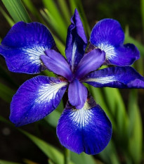 Kosatec sibírsky See Star - Iris sibirica - predaj hľúz - 1 ks