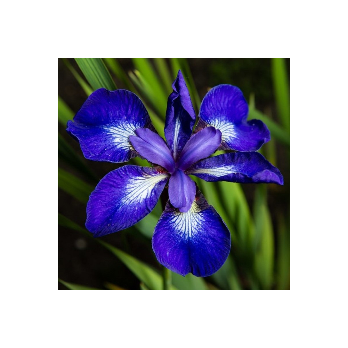 Kosatec sibírsky See Star - Iris sibirica - predaj hľúz - 1 ks