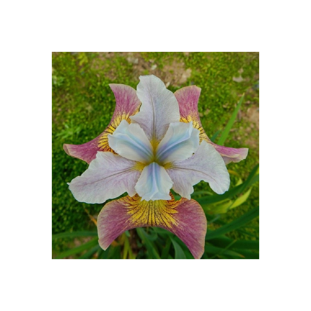 Kosatec sibírsky Sugar Rush - Iris sibirica - predaj hľúz - 1 ks