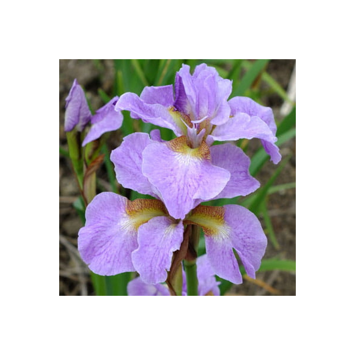 Kosatec sibírsky Kita-No-Seiza - Iris sibirica - predaj hľúz - 1 ks