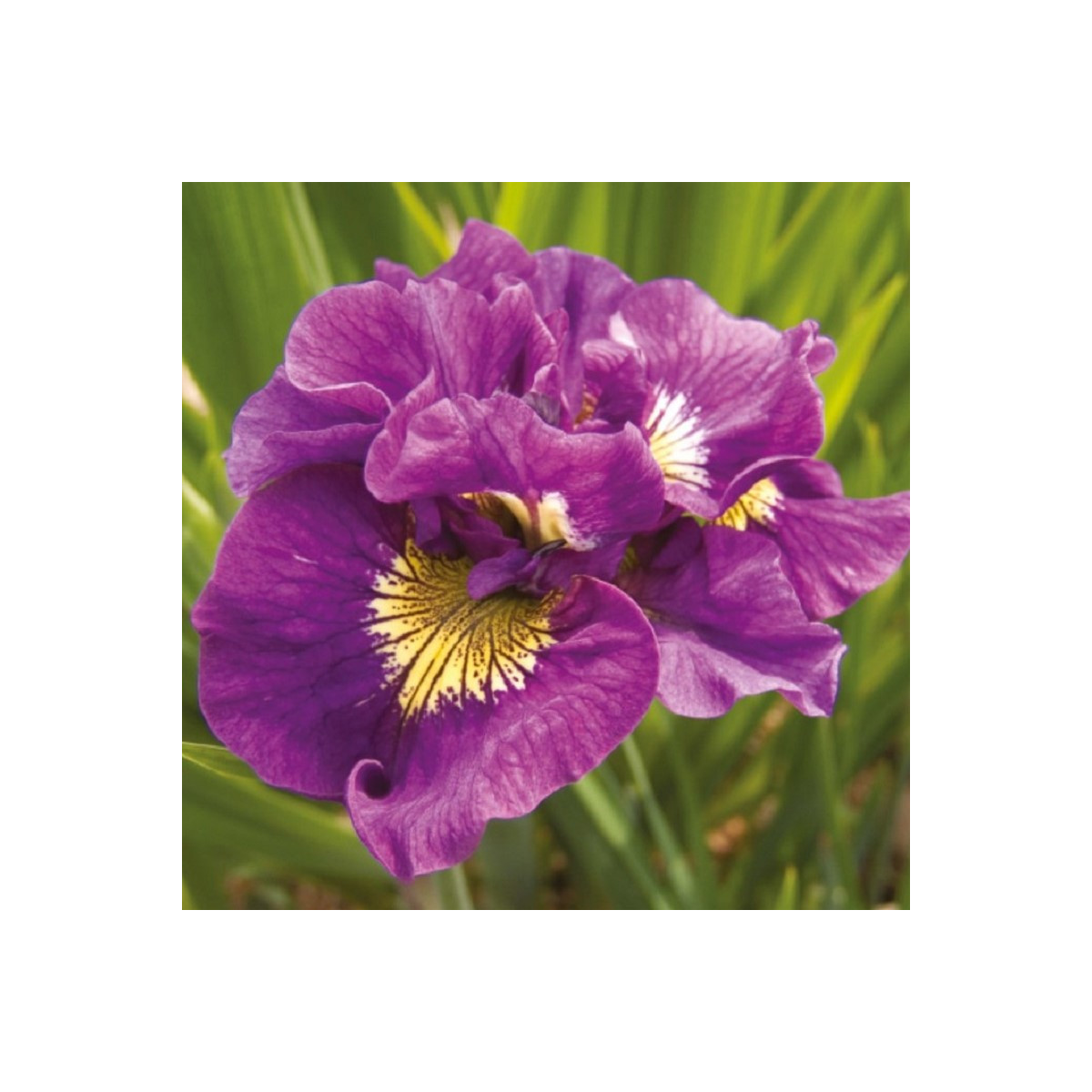 Kosatec sibírsky Double Standard - Iris sibirica - predaj hľúz - 1 ks