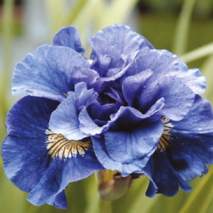 Kosatec sibírsky Concord Crush - Iris sibirica - predaj hľúz - 1 ks