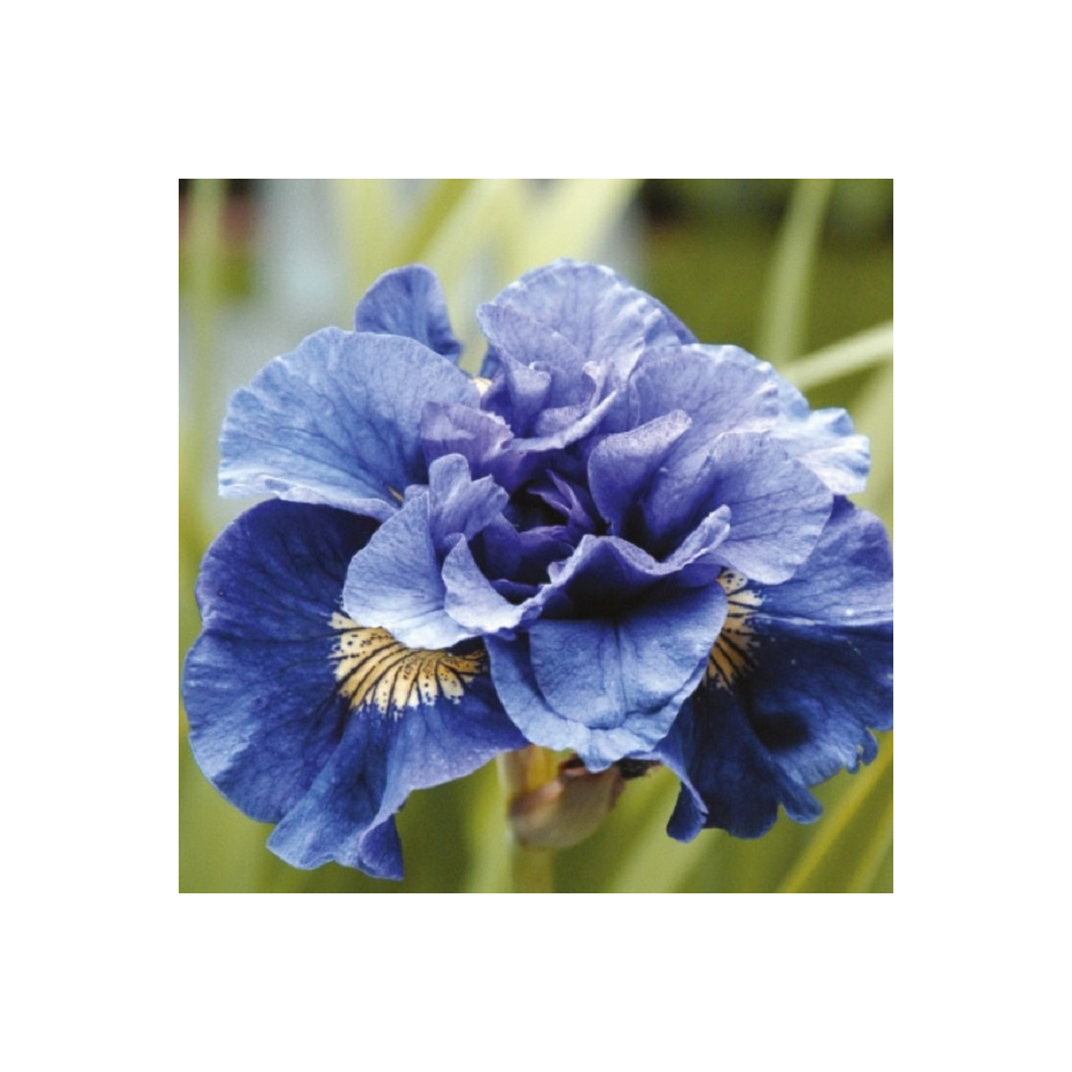 Kosatec sibírsky Concord Crush - Iris sibirica - predaj hľúz - 1 ks