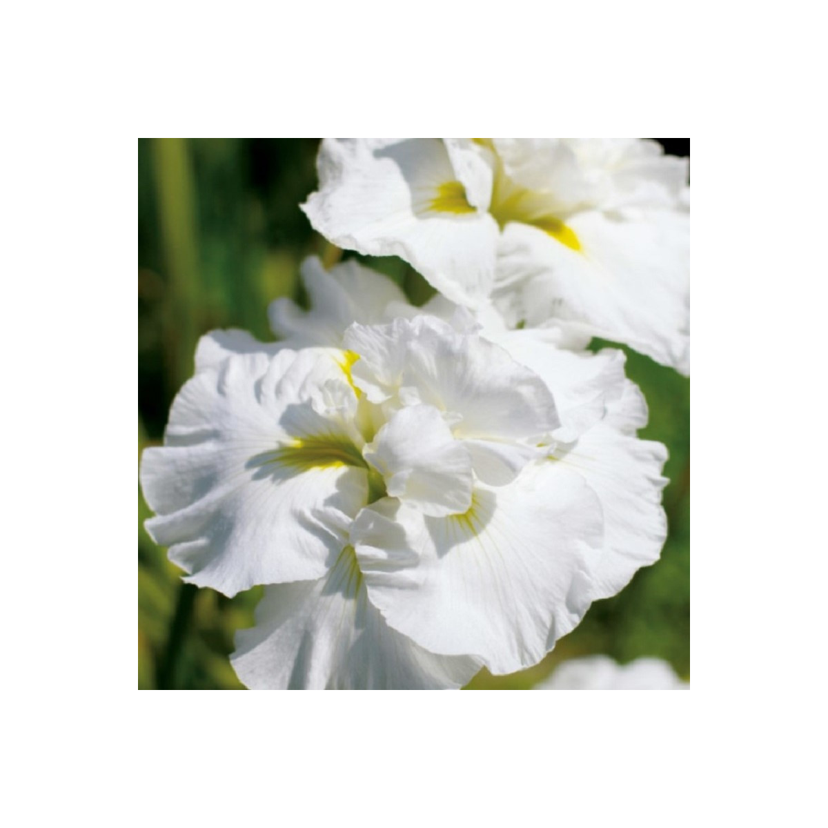 Kosatec sibírsky Double Play - Iris sibirica - predaj hľúz - 1 ks