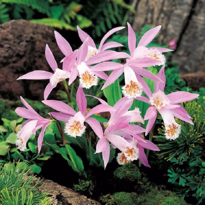 Plejonka - Pleione formosana - predaj cibuľovín - 1 ks