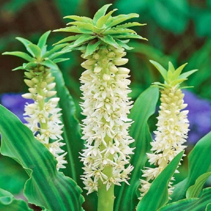 Chocholka Autumnalis - Eucomis - predaj cibuľovín - 1 ks