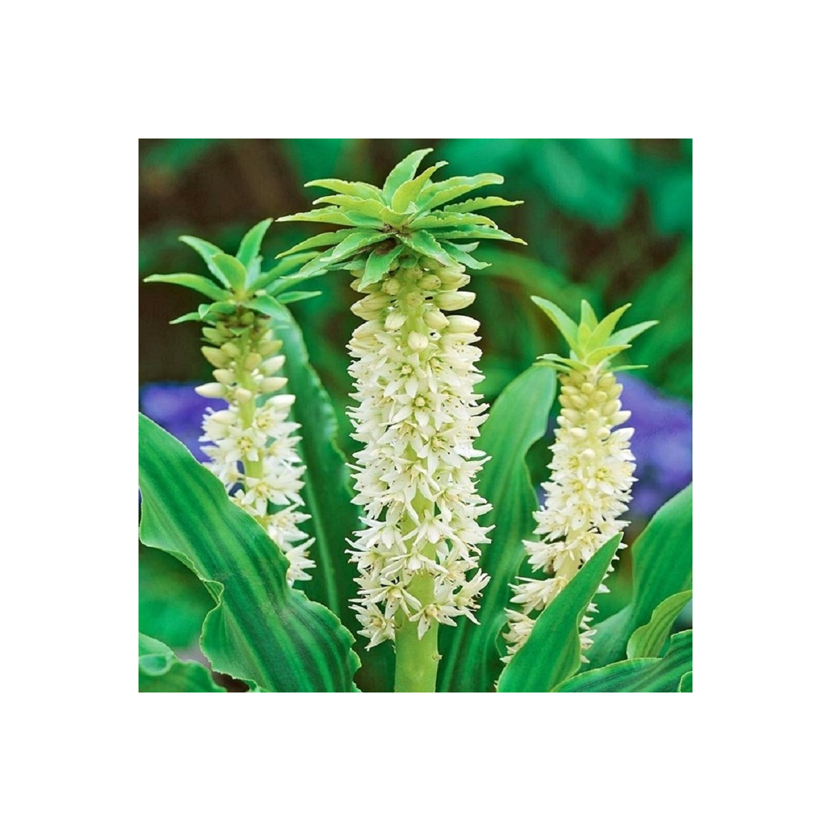 Chocholka Autumnalis - Eucomis - predaj cibuľovín - 1 ks